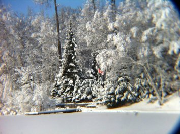Canadian flag in snowy trees Kyal