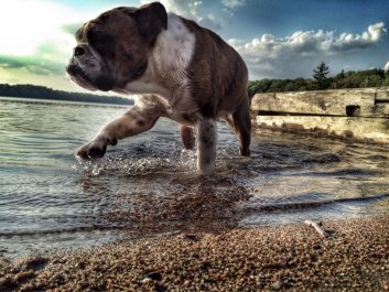 Weylon beach dog Lee
